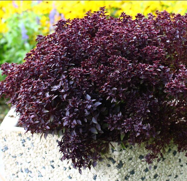 Grieķu baziliks 'Purple Ball'